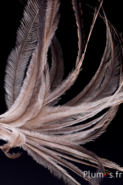 Emeu - 23-28 cm - naturel